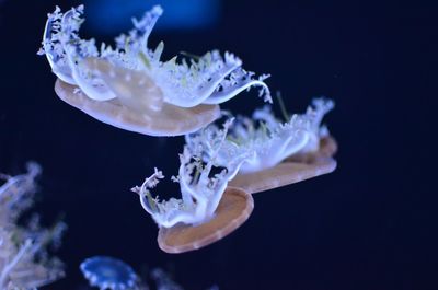 Close-up of jellyfish