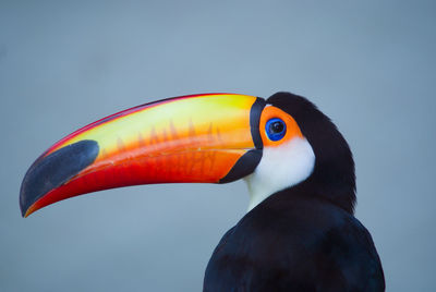 Close-up of bird