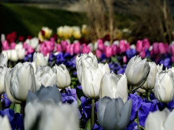 Close-up of purple flowering plants