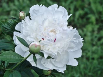 Close-up of white rose flower