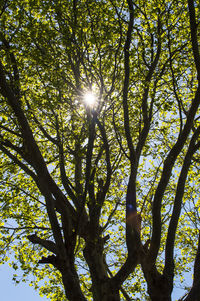 Low angle view of trees against sky