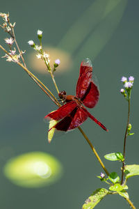 Close-up of red dragonfly on plant