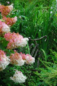 Close-up of flowers blooming outdoors