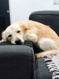 Dog sleeping in car