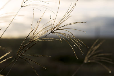 Golden grass