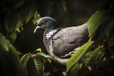 Close-up of bird perching on a tree