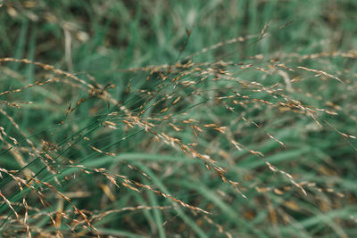 Close-up of dry grass on field