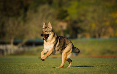 Dog standing in grass