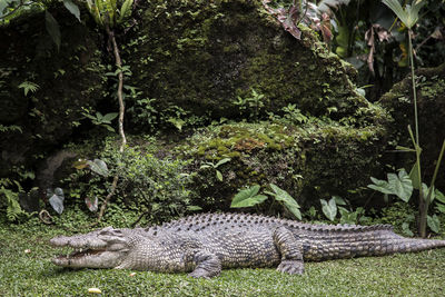 Crocodile on grassy field