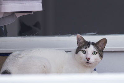 Close-up portrait of white cat