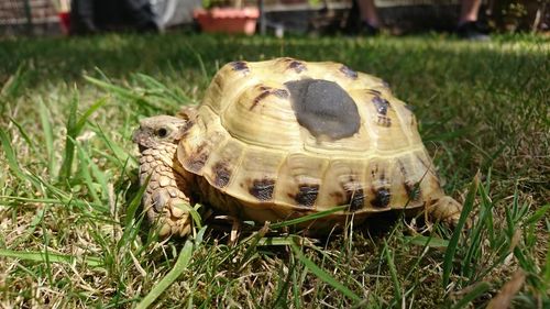 Close-up of a turtle on grass