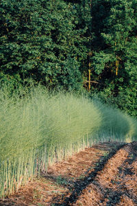 Plants growing on land