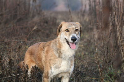 Dog looking away