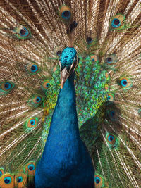 Close-up of peacock