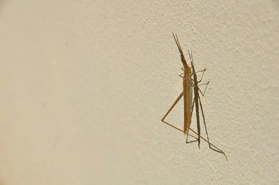 Close-up of insect