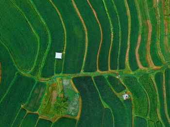 Full frame shot of farm