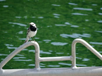 Close-up of bird perching on white background