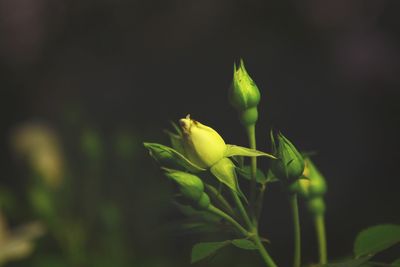 Close-up of plant growing outdoors