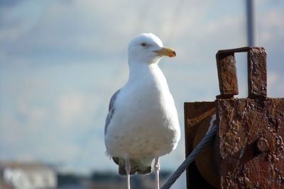 Close-up of bird perching against sky