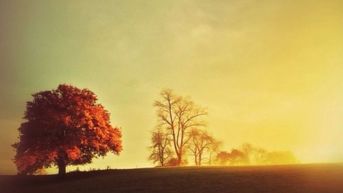 Bare trees on landscape at sunset