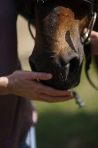 Close-up of hand holding dog