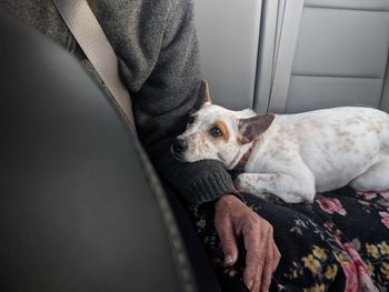 Puppy clings to grandpa's hand in the car.