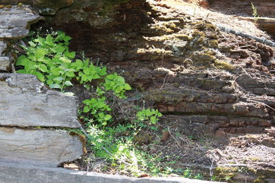 Close-up of ivy growing on tree