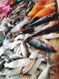 Full frame shot of fish