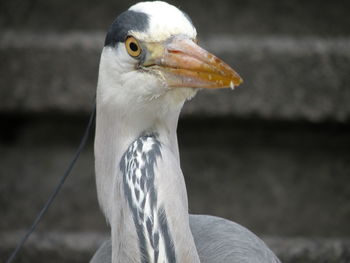 Portrait of heron