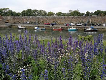 Purple flowering plants by lake against sky