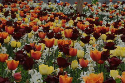 Full frame shot of yellow tulips