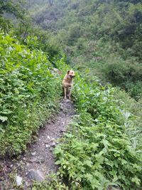 Dog in a forest