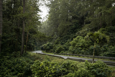 Road amidst trees in forest