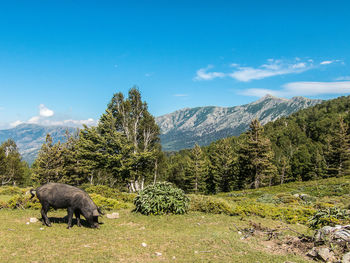 Cows grazing on landscape against mountains