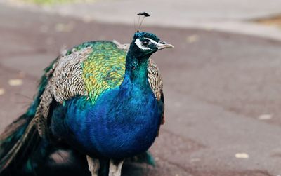 Close-up of peacock