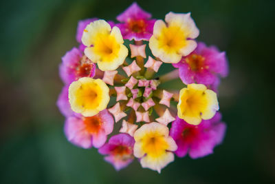 Close-up of yellow flowers blooming outdoors