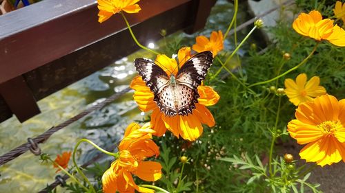 Close-up of butterfly on sunflower blooming outdoors