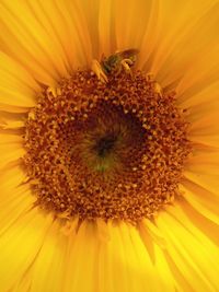 Close-up of yellow flower