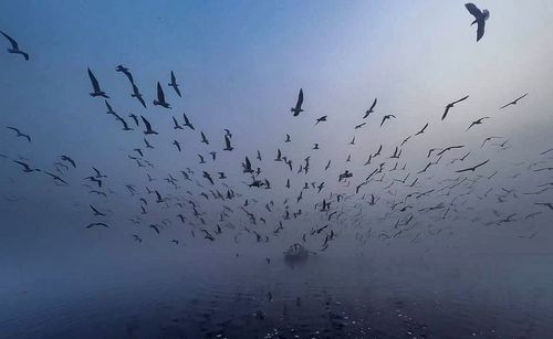 Flock of birds flying over sea against sky