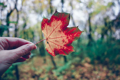 Close-up of hand holding maple leaves against forest