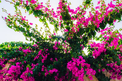 Flowers growing on tree