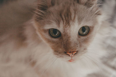 Close-up portrait of cat