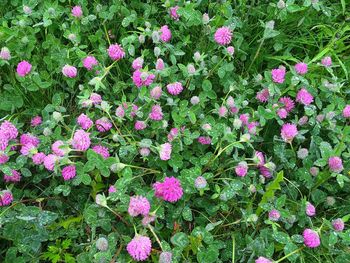 Close-up of pink flowers blooming outdoors