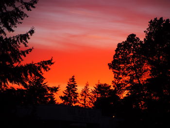 Trees against orange sky