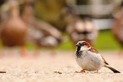 Close-up of bird perching outdoors