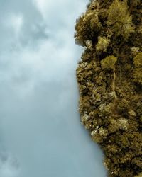 Low angle view of tree against sky