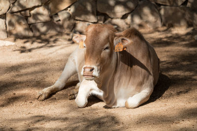 Cow in a farm