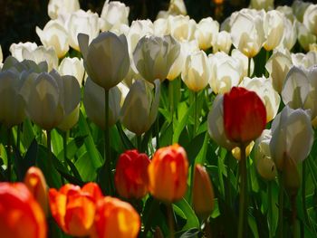Close-up of red tulips in field