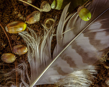 High angle view of feather on plant