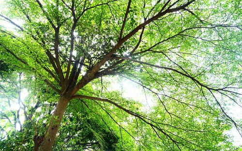 Low angle view of tree